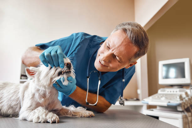 Best Emergency Dental Care for Trauma or Injury in South San Jose Hills, CA